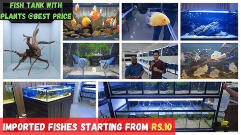 chennai aquarium fish online